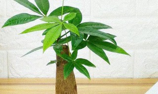 客厅摆放什么植物旺宅又招财（家里摆放什么植物招财又旺宅）