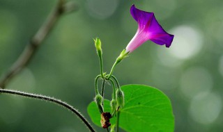 牵牛花发芽了怎么种（牵牛花如何发芽）