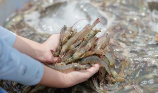 孕妇能吃海虾吗（孕妇能吃海虾吗?）