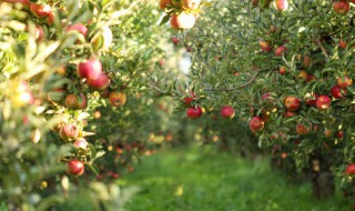 文山苹果树种植方法（在文山适合种植什么水果）