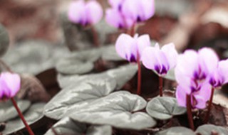 仙客来什么时候播种（仙客来什么时候播种春节开花）