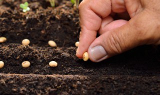 金玉满堂种子怎么栽培 金玉满堂种子种植法