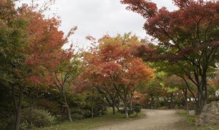 紫叶李的栽培方法（紫叶李的栽培生长和管理）