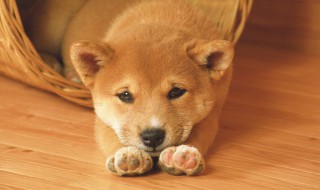如何挑选约克夏幼犬（怎么挑选约克夏幼犬）