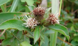 野生苍术栽培方法（苍术栽培与种植技术）