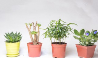 旺宅又招财的植物盆栽 最旺宅的植物招财