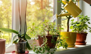 室内植物招财又旺宅四季（室内镇宅招财旺人的植物）