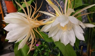 昙花几点开花时间 昙花几点开花时间是几点