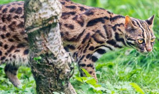 豹猫是保护动物吗（亚洲豹猫是保护动物吗）
