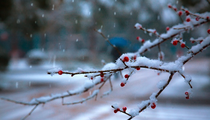 雪梅后两句告诉我们什么道理