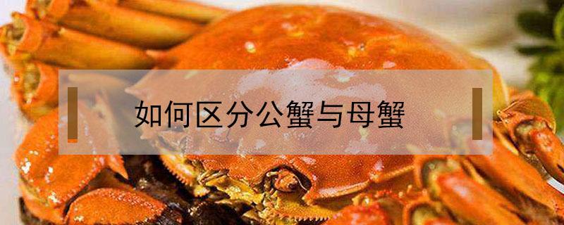 如何区分公蟹与母蟹（怎样区分母蟹和公蟹）
