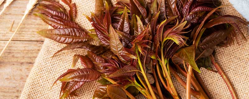 凉拌香椿需要焯水吗（凉拌香椿需要焯水吗）