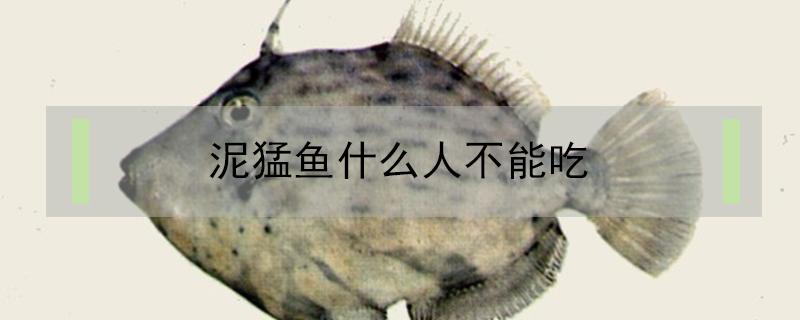 泥猛鱼什么人不能吃（泥猛鱼可以吃吗）