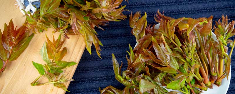 香椿芽怎么保存才新鲜（香椿芽怎么保存才新鲜,放塑料袋可以吗?）
