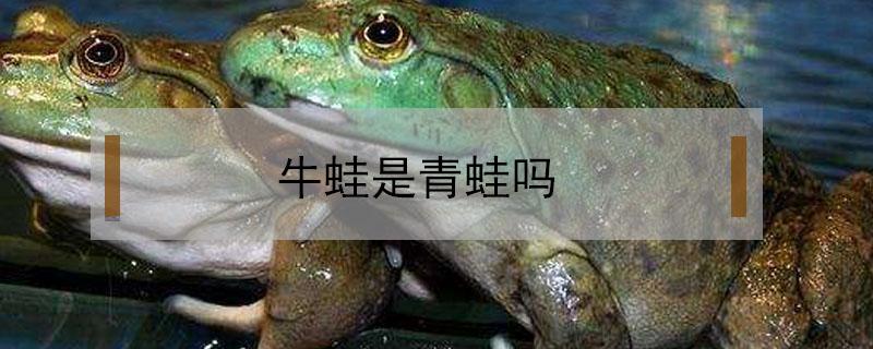 牛蛙是青蛙吗 牛蛙是癞蛤蟆吗