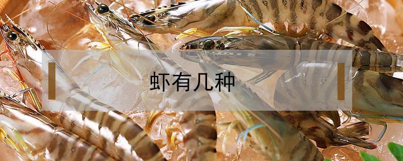 虾有几种 虾有几种类型图片