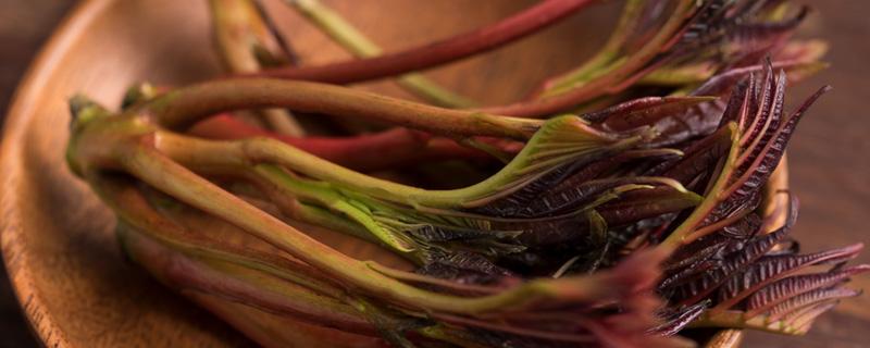 香椿苗的营养价值（香椿苗营养价值有多高）