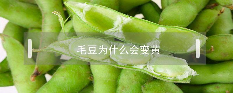 毛豆为什么会变黄 毛豆会变黄豆吗