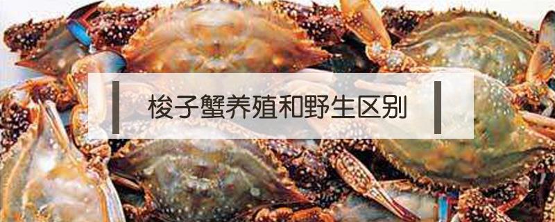 梭子蟹养殖和野生区别 梭子蟹养殖和野生区别图片