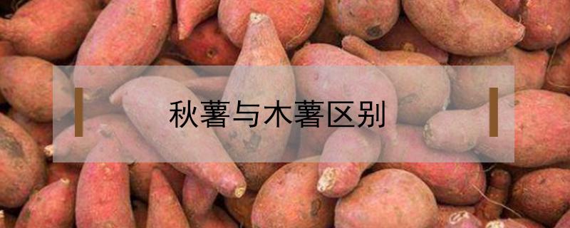 秋薯与木薯区别 秋薯和木薯