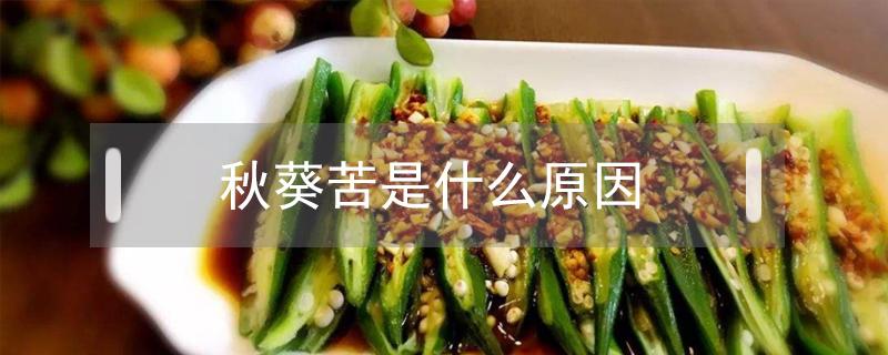 秋葵苦是什么原因 秋葵是苦的是什么原因