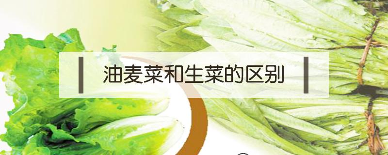 油麦菜和生菜的区别 油麦和生菜是一种菜吗