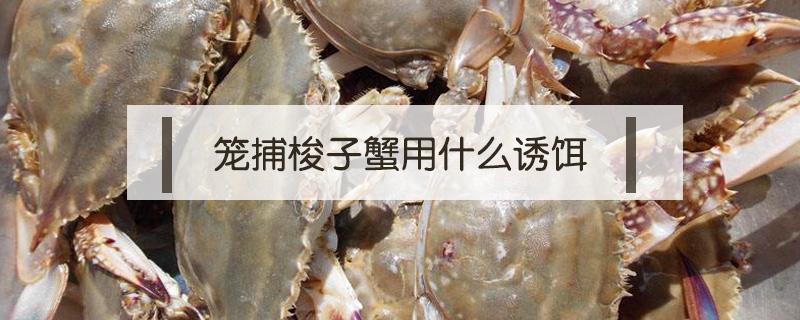 笼捕梭子蟹用什么诱饵（捕河蟹笼里装什么诱饵）