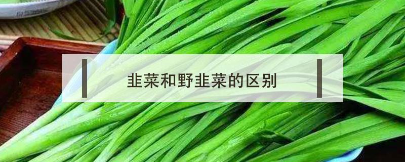 韭菜和野韭菜的区别 山韭菜和野韭菜的区别
