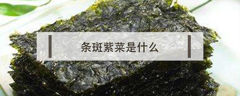 条斑紫菜是什么（条斑紫菜俗名）