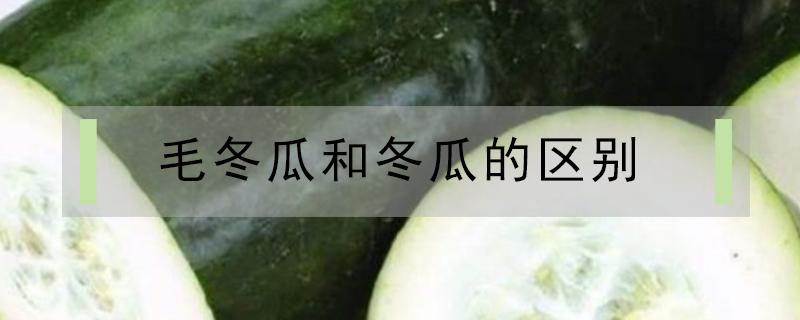 毛冬瓜和冬瓜的区别 毛瓜与冬瓜的区别