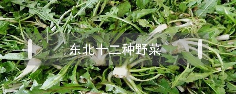 东北十二种野菜 东北六种野菜