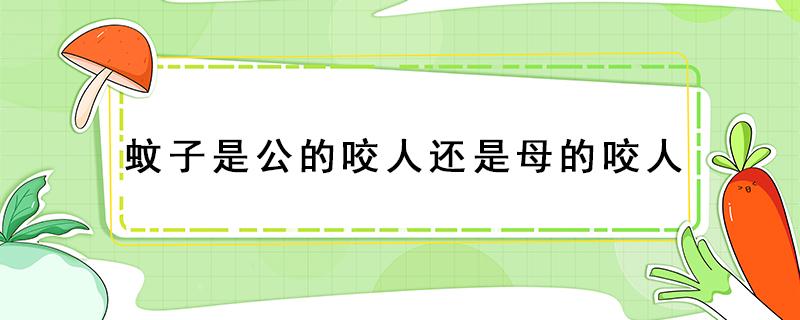 蚊子是公的咬人还是母的咬人 咬人的蚊子是公的母的