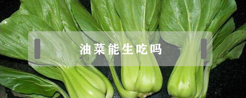 油菜能生吃吗（小白菜和小油菜能生吃吗）