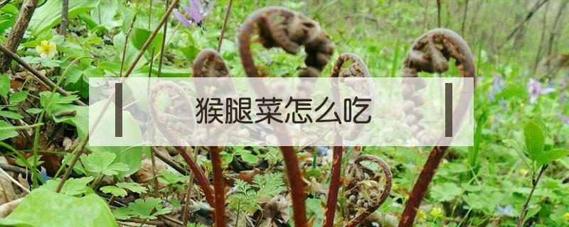 猴腿菜怎么吃