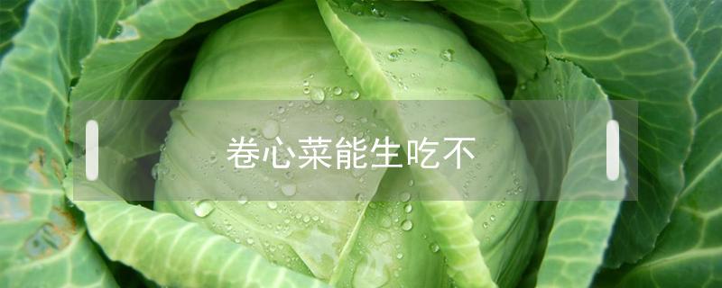 卷心菜能生吃不（卷心菜能生吃吗卷心菜敢生吃吗）