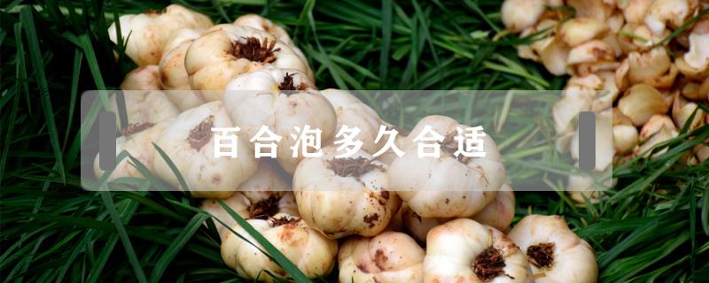 百合泡多久合适 百合用开水泡多久