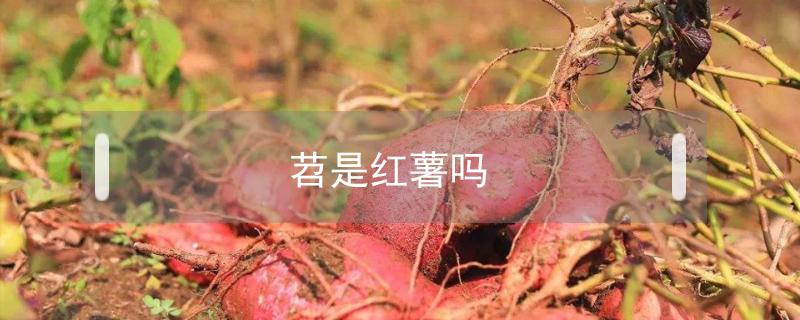 苕是红薯吗 红苕和红薯