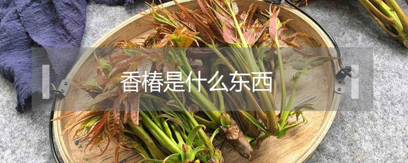 香椿是什么东西（香椿是什么东西咳嗽啊）