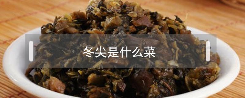 冬尖是什么菜（冬尖是什么菜图片）