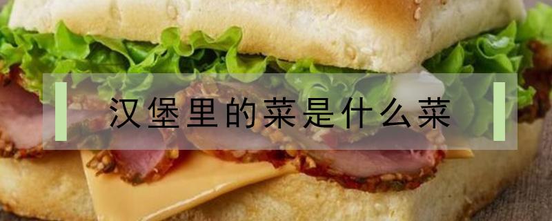 汉堡里的菜是什么菜（麦当劳汉堡里的菜是什么菜）