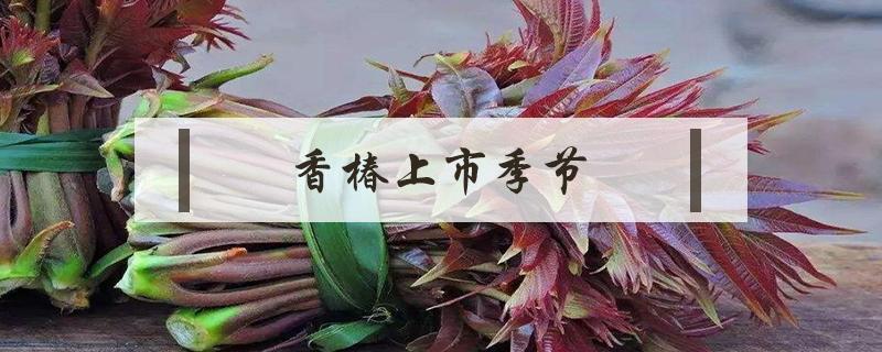 香椿上市季节（香椿什么季节上市）