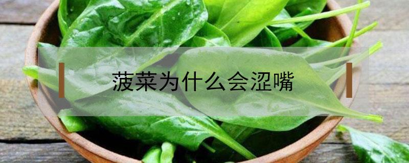 菠菜为什么会涩嘴（菠菜为什么会涩嘴能吃吗）