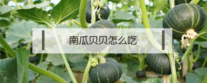 南瓜贝贝怎么吃(南瓜贝贝怎么吃法)