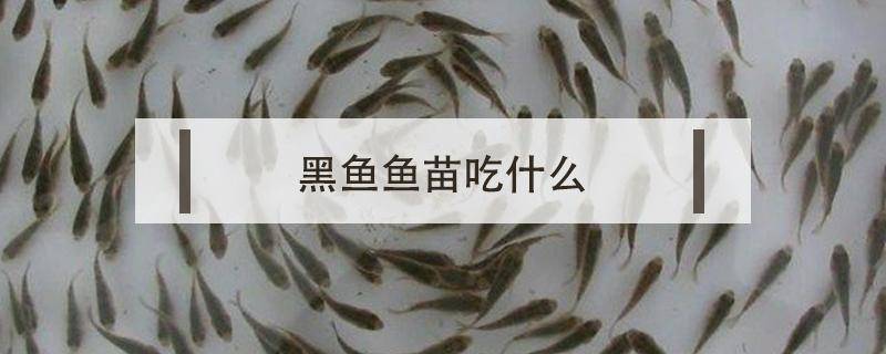 黑鱼鱼苗吃什么