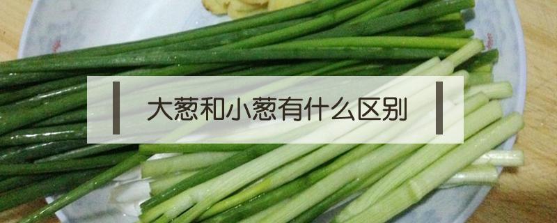 大葱和小葱有什么区别 大葱和小葱有什么区别及功效的区别