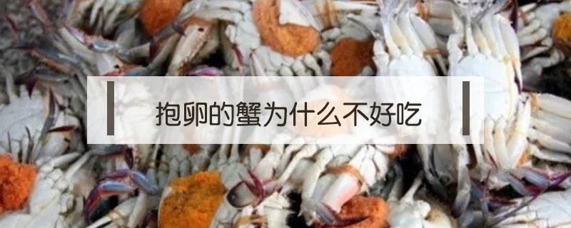 抱卵的蟹为什么不好吃 螃蟹有卵吗