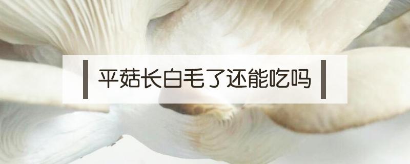 平菇长白毛了还能吃吗（平菇长白毛了还能吃吗?）