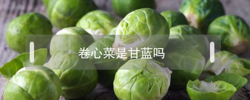 卷心菜是甘蓝吗（卷心菜是甘蓝菜吗）