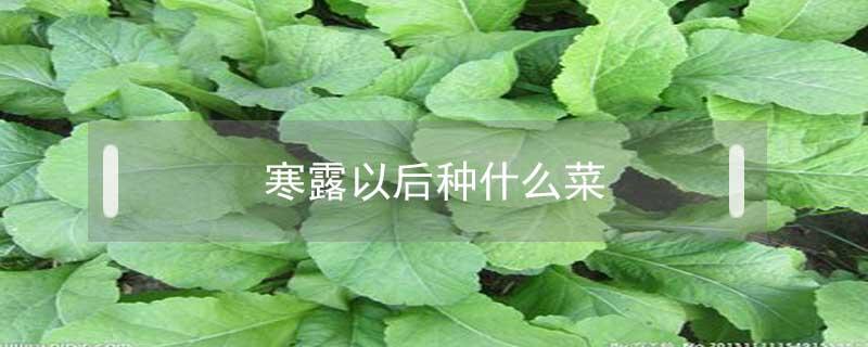 寒露以后种什么菜（寒露过后还能种什么菜）