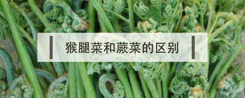 猴腿菜和蕨菜的区别 野菜猴腿是蕨菜吗